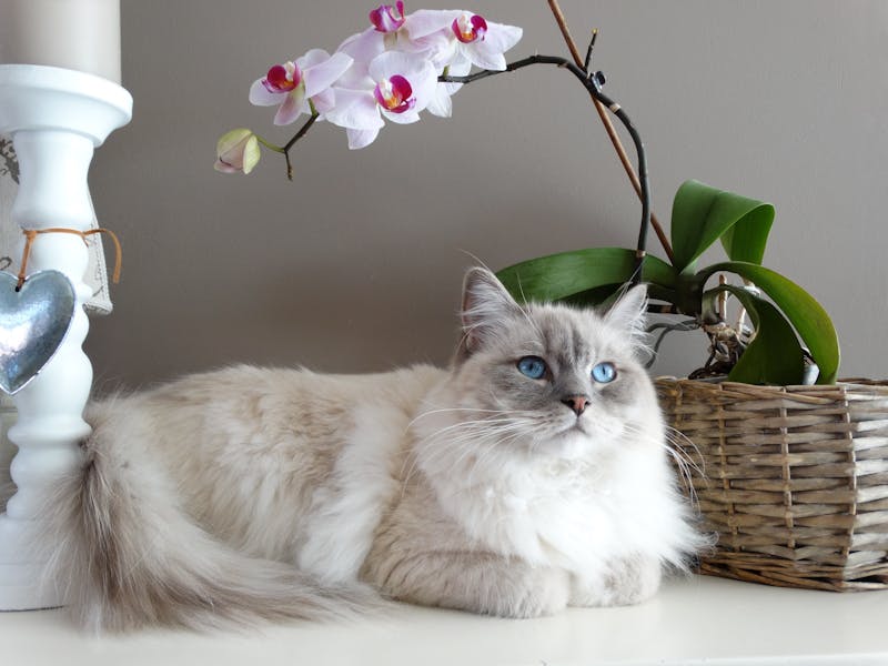 Кошка у миски с медленным кормлением