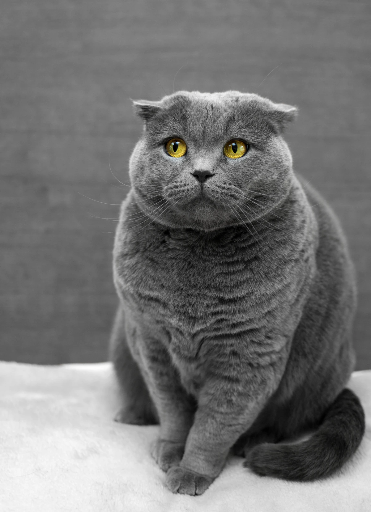Довольная кошка рядом с когтеточкой